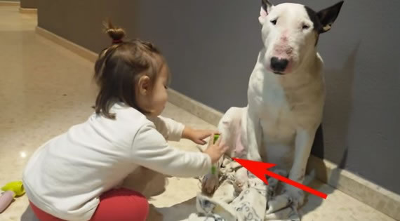 Niños y animales: nena doctor inyeccion perro
