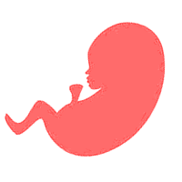 bebe semana 13 de embarazo bebe semana 13 de embarazo