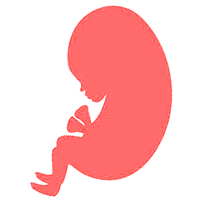 bebé de 15 semanas de embarazo bebé de 15 semanas de embarazo