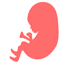 bebé de 21 semanas de embarazo feto bebé de 21 semanas de embarazo feto