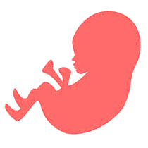 bebé de 28 semanas de embarazo feto bebé de 28 semanas de embarazo feto