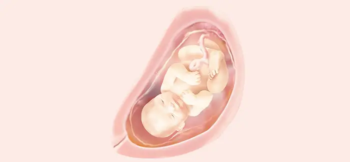 30 semanas de embarazo bebe 30 semanas de embarazo bebe