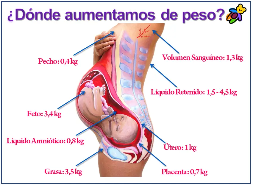 Cómo se distribuye el peso en el embarazo