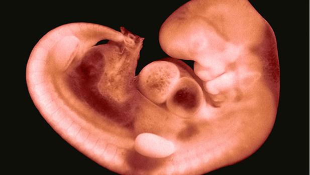 primer latido de los bebes bebe primer latido
