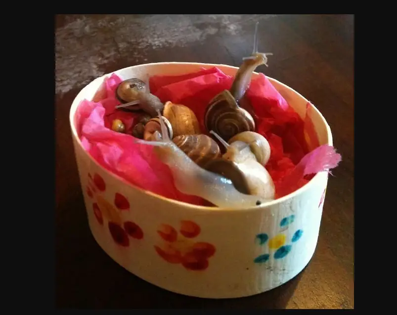 regalos inocentes baba de caracol
