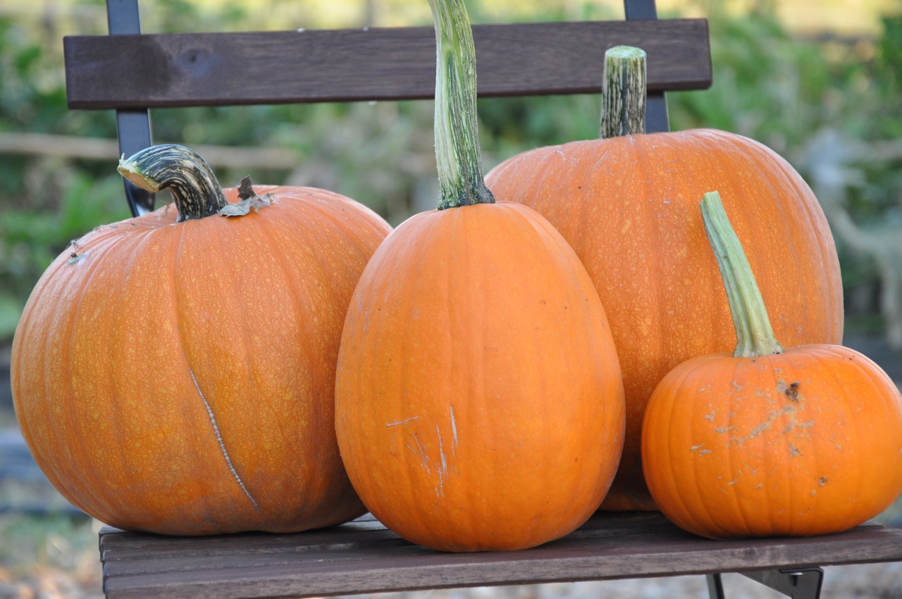 El tamaño del bebé en el embarazo en esta semana es de una calabazas grandes El tamaño del bebé en el embarazo en esta semana es de una calabazas grandes