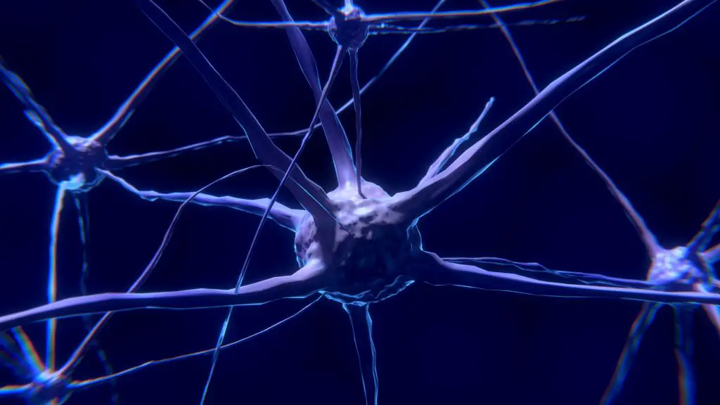 plasticidad cerebral plasticidad cerebral