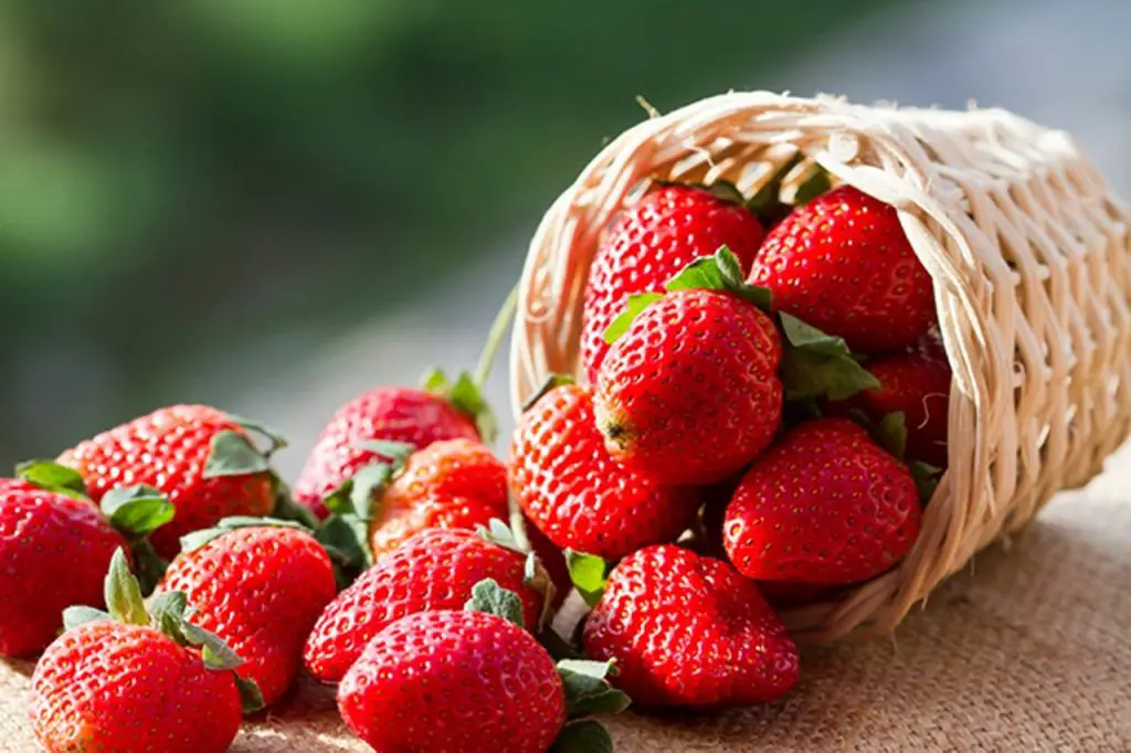 fresas