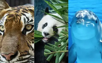 100 Nombres De Animales Por Habitat Y Caracteristicas Para