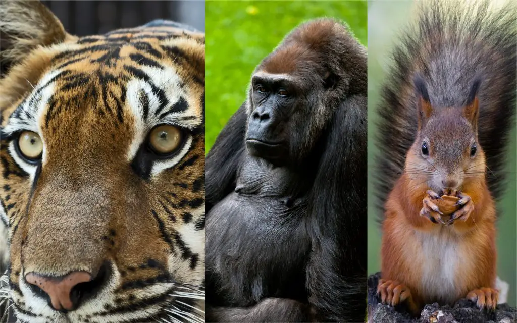 nombres de animales de la selva