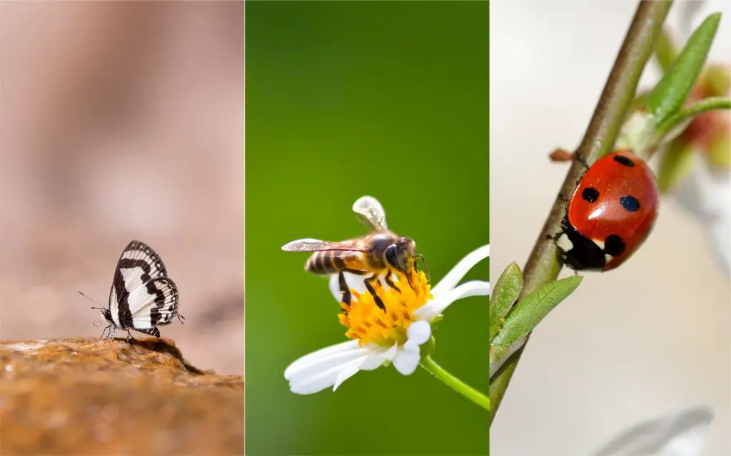 nombres de animales en ingles insectos