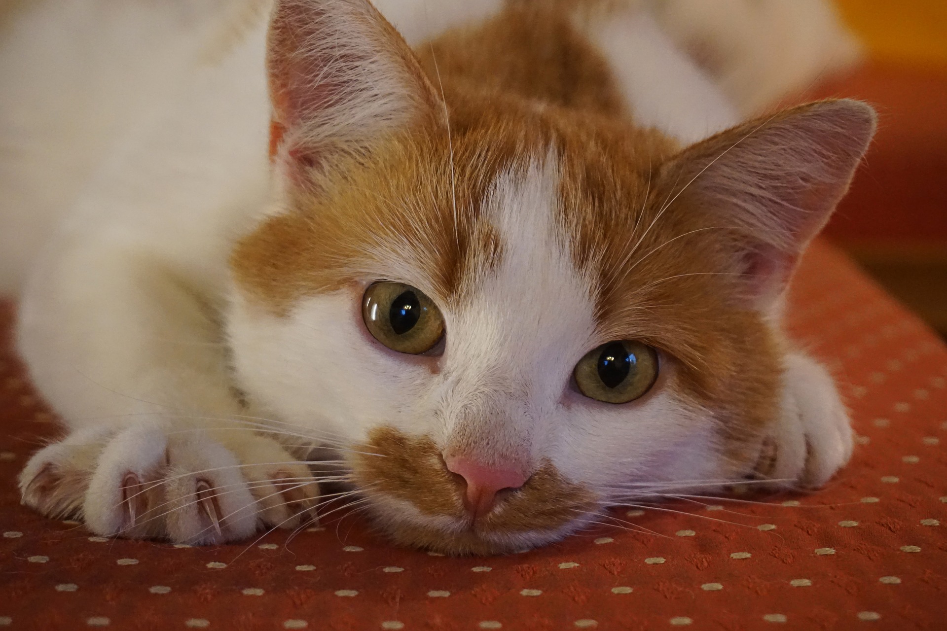 nombres para gatos graciosos pezuñas nombres para gatos graciosos pezuñas