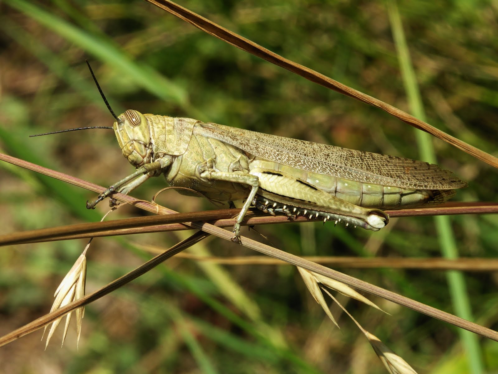 Chapulín