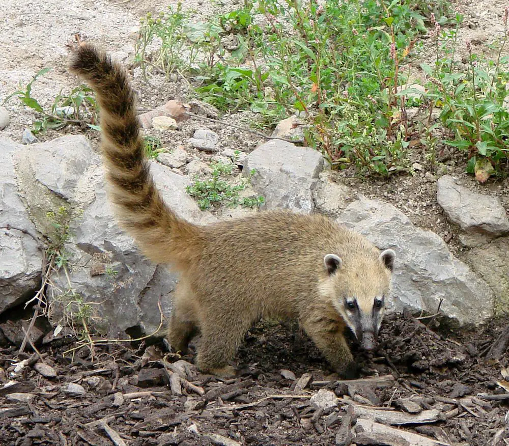 Coatí