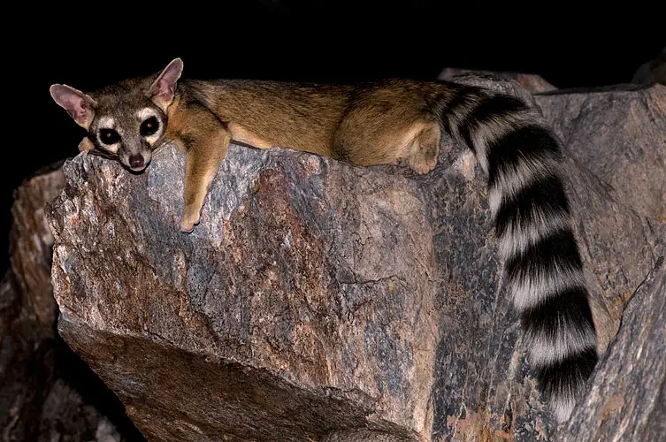 Cacomiztle