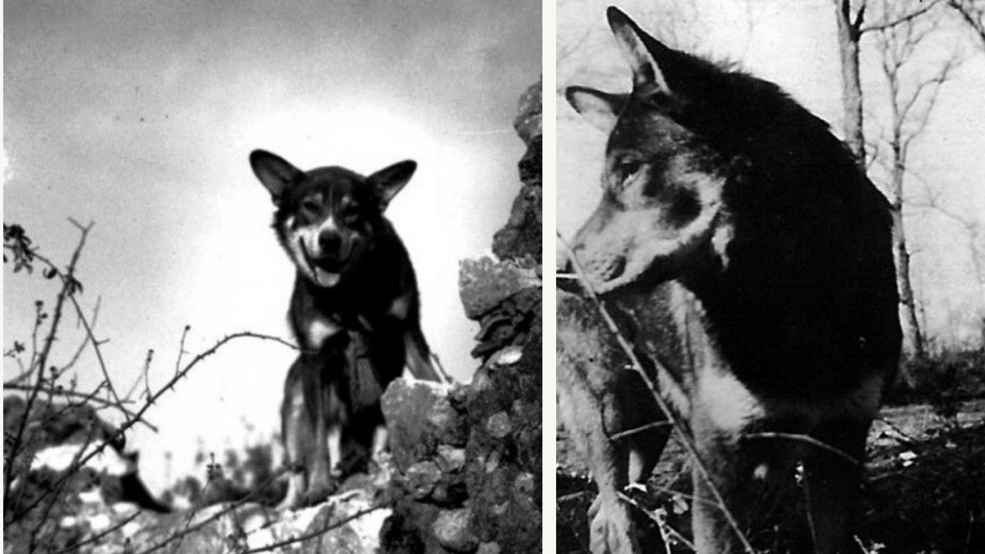 nombres de perros famosos chips nombres de perros famosos chips