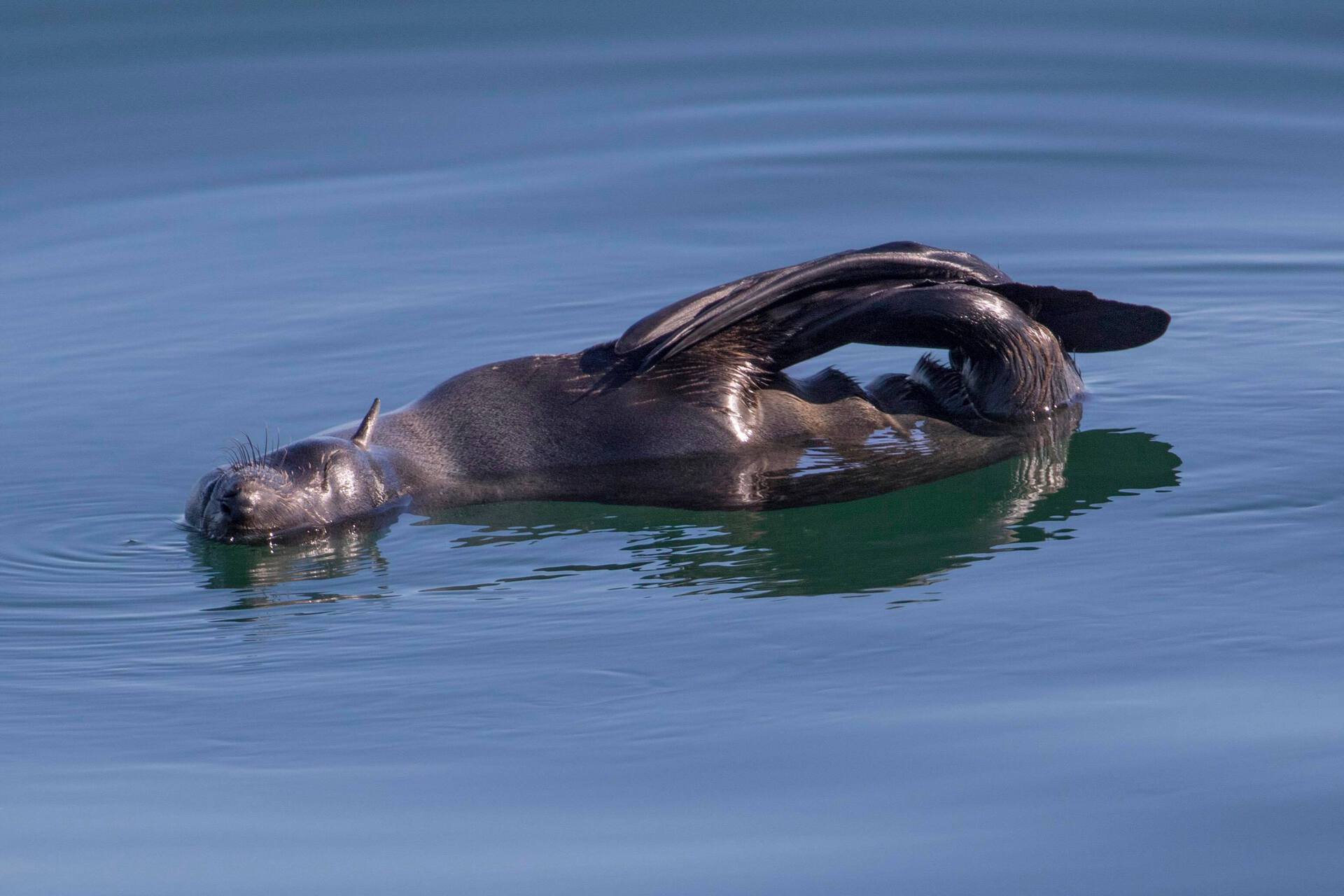 Lobo marino fino de Guadalupe