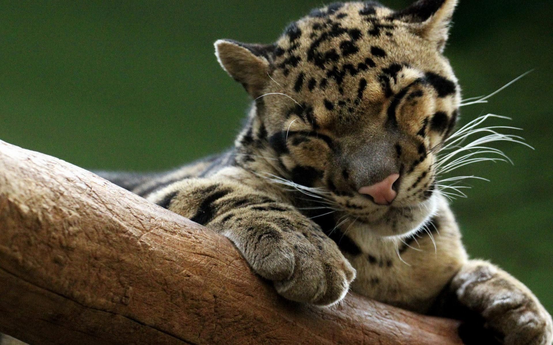 Ocelote