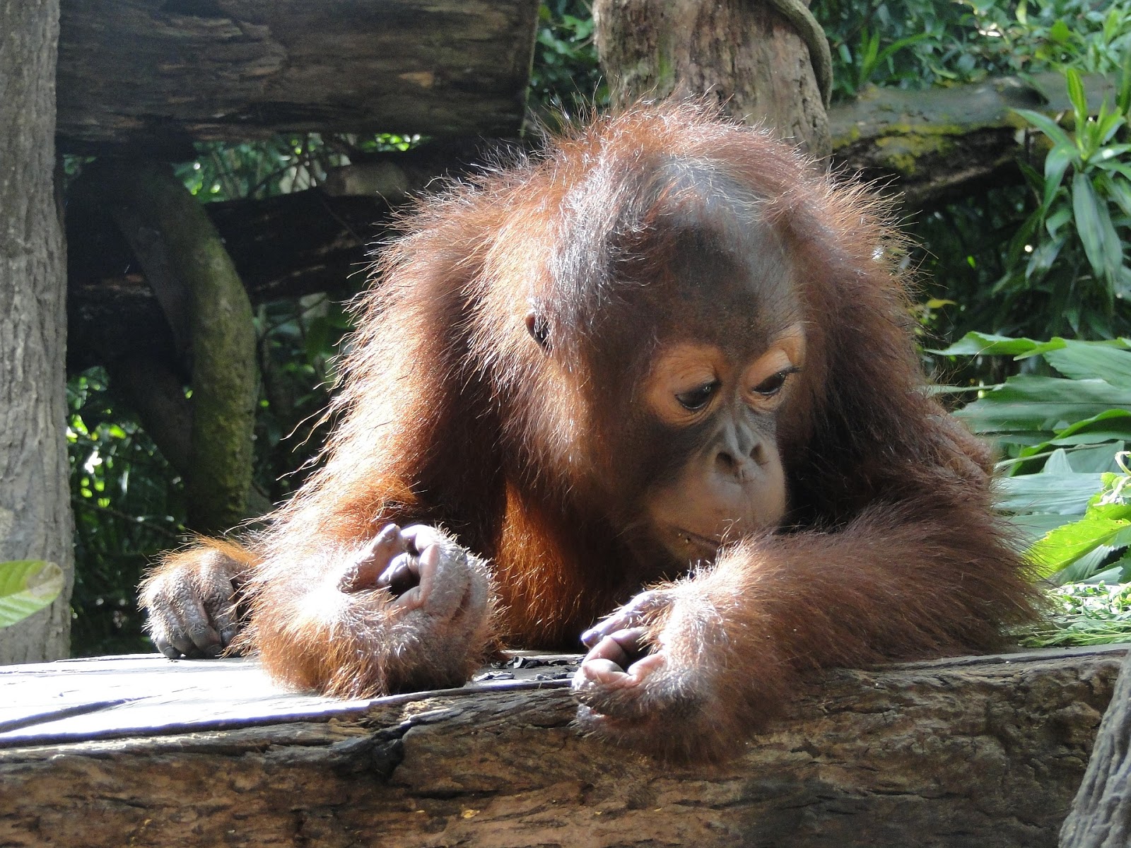 Orangután de Borneo y de Sumatra