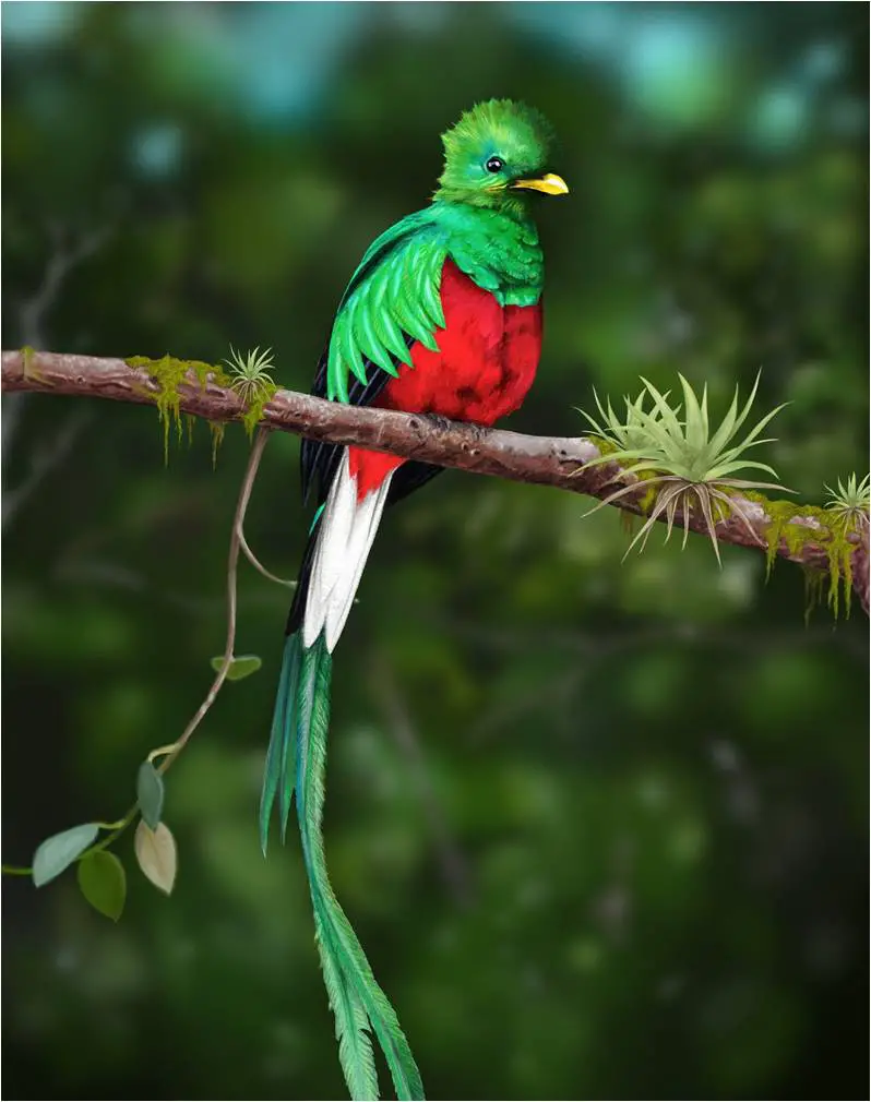 Quetzal: