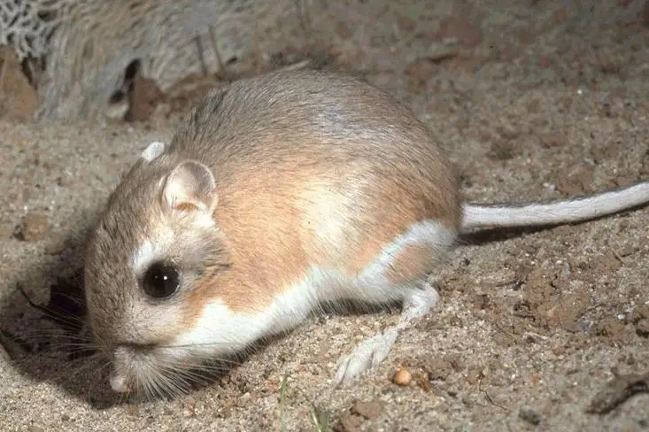Rata canguro de la Isla de San José: