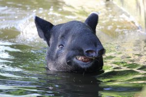 Tapir centroamericano