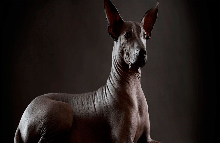 Xoloizcuintle