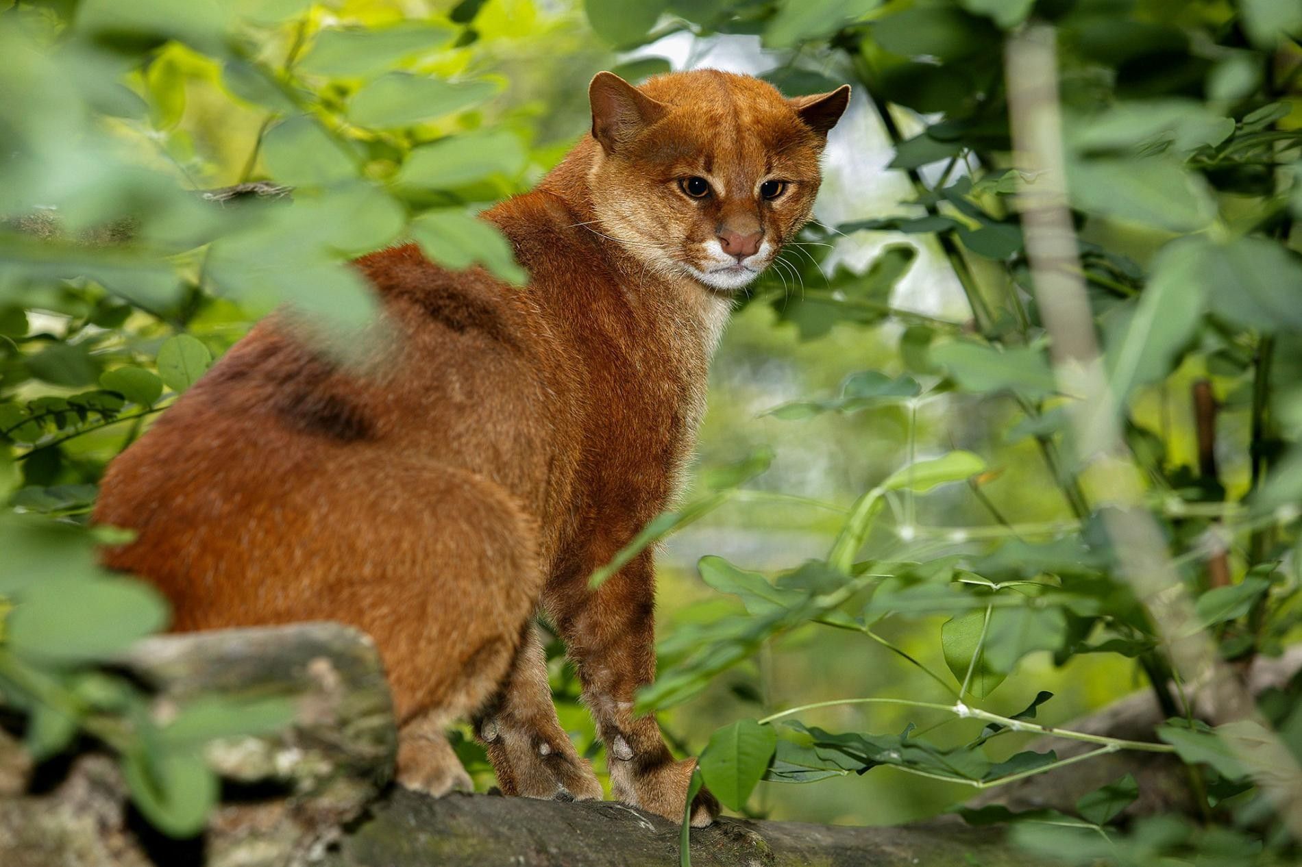 animales de mexico puma yaguarundi