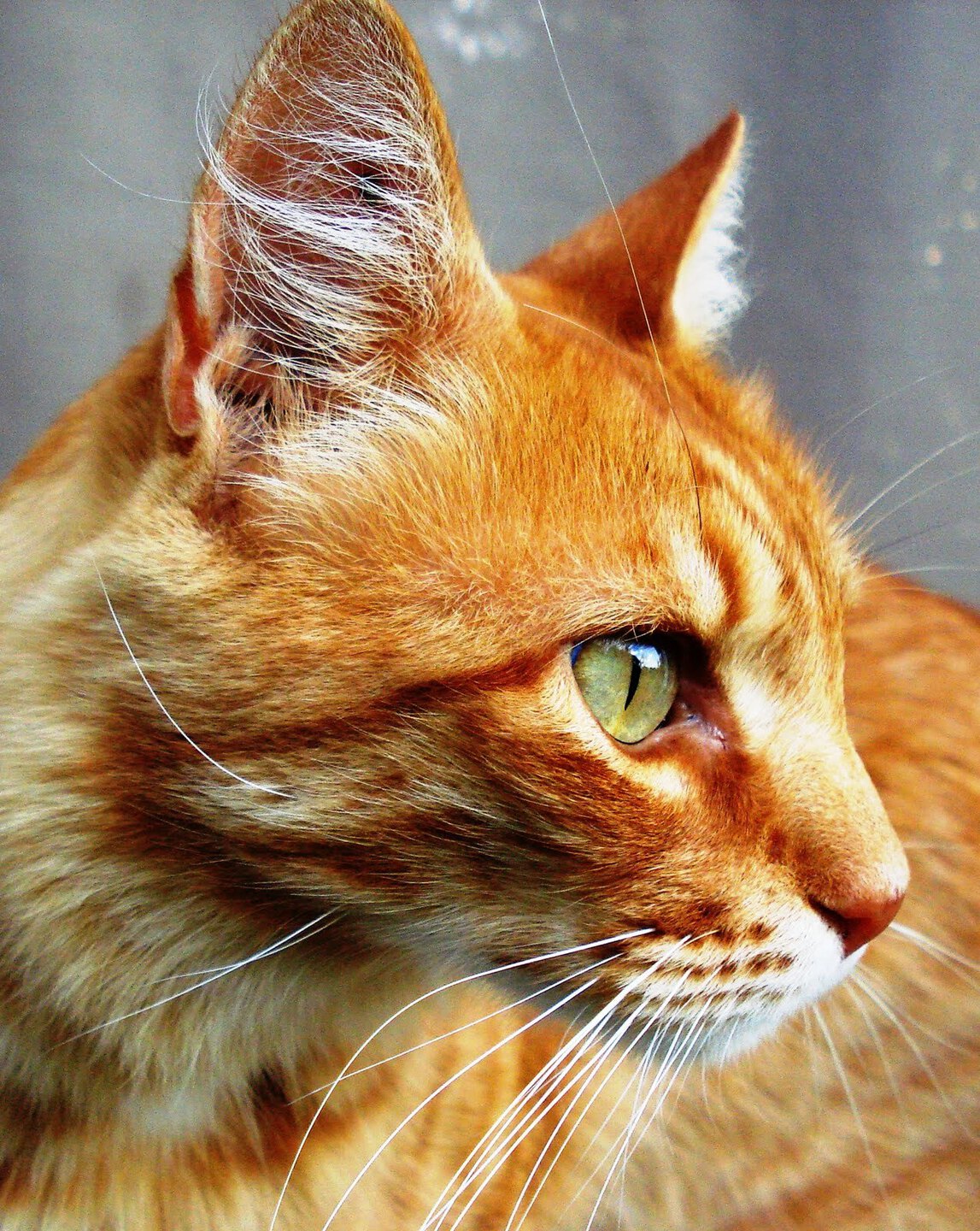 razas de gatos cariñosos gato comun o mestizo razas de gatos cariñosos gato comun o mestizo