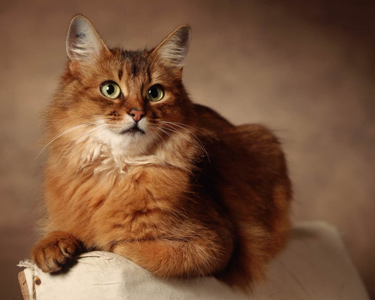 razas de gatos cariñosos somali razas de gatos cariñosos somali