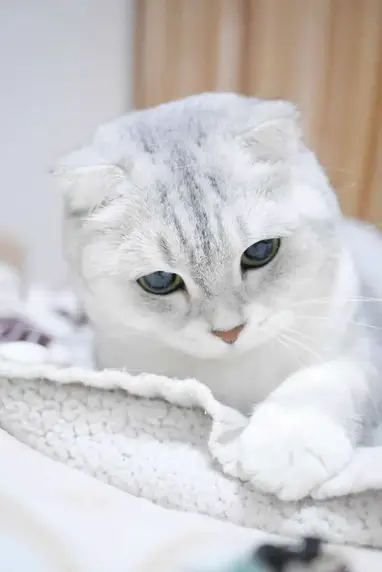 55 Razas de gatos populares, tiernas y. 55 Razas de gatos populares, tiernas y.