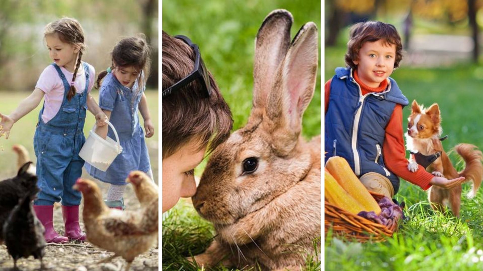 animales para ninos caracteristicas animales para ninos caracteristicas