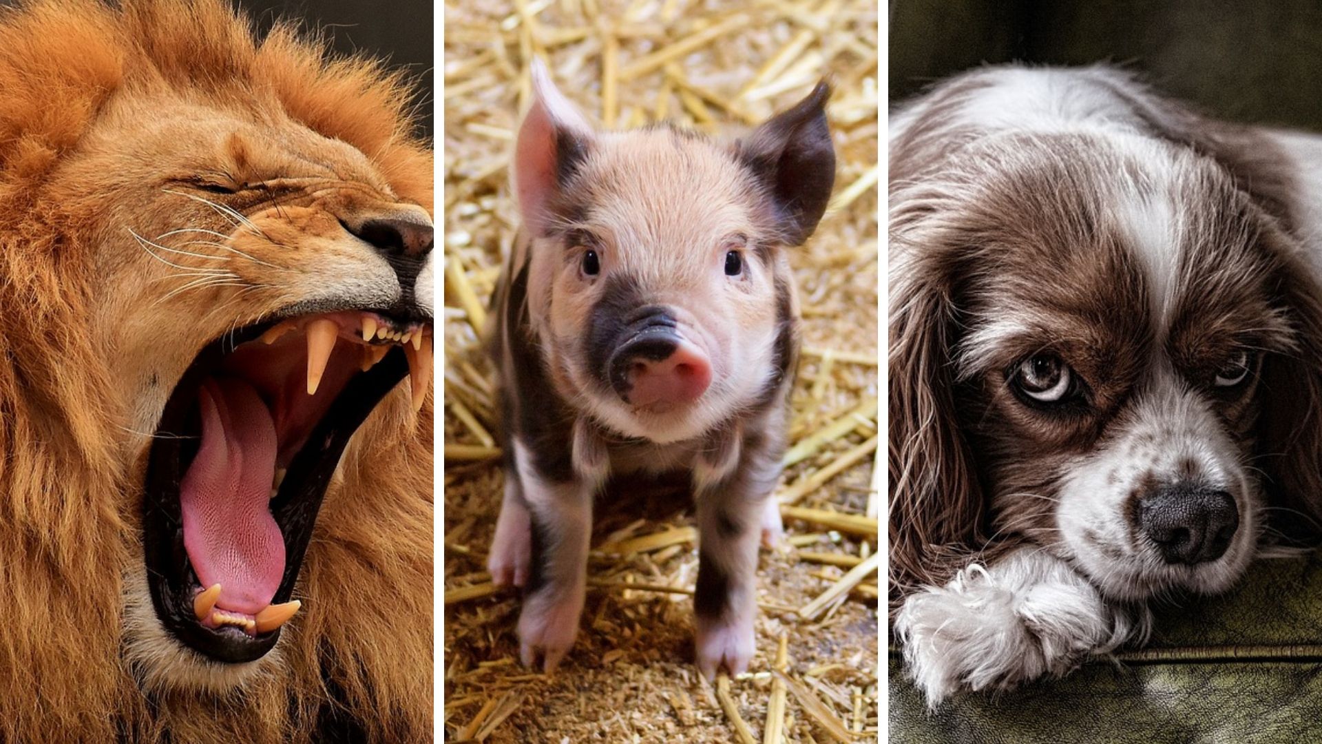 animales para niños tipos características y mas