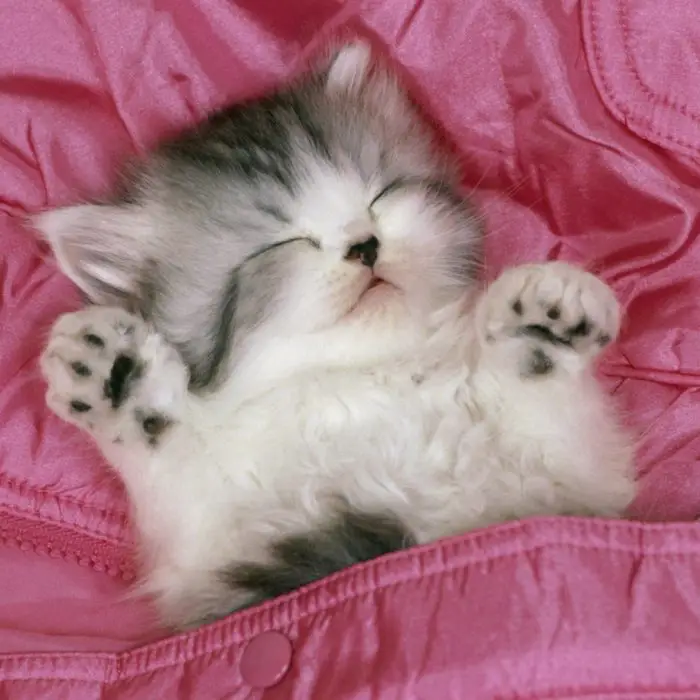 gatitos tiernos sueña con los angelitos gatitos tiernos sueña con los angelitos