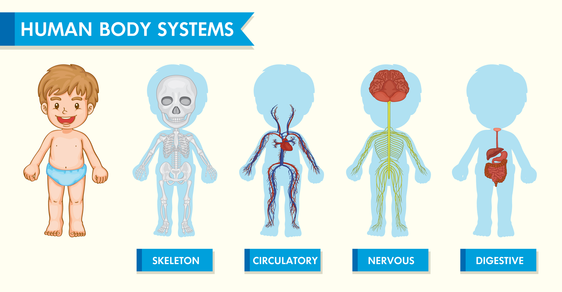 partes del cuerpo en ingles para ninos