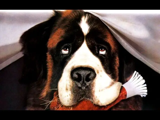 Las 30 mejores películas de perros para un domingo familiar