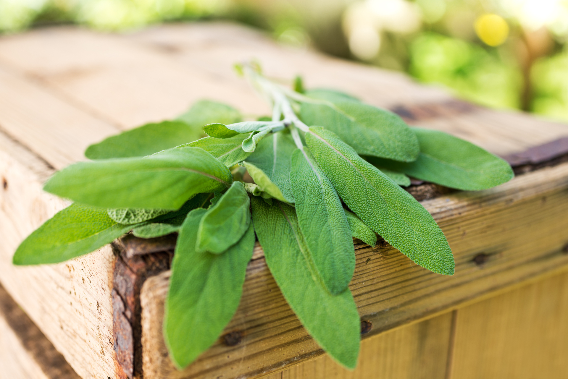 Tintes naturales para el cabello salvia