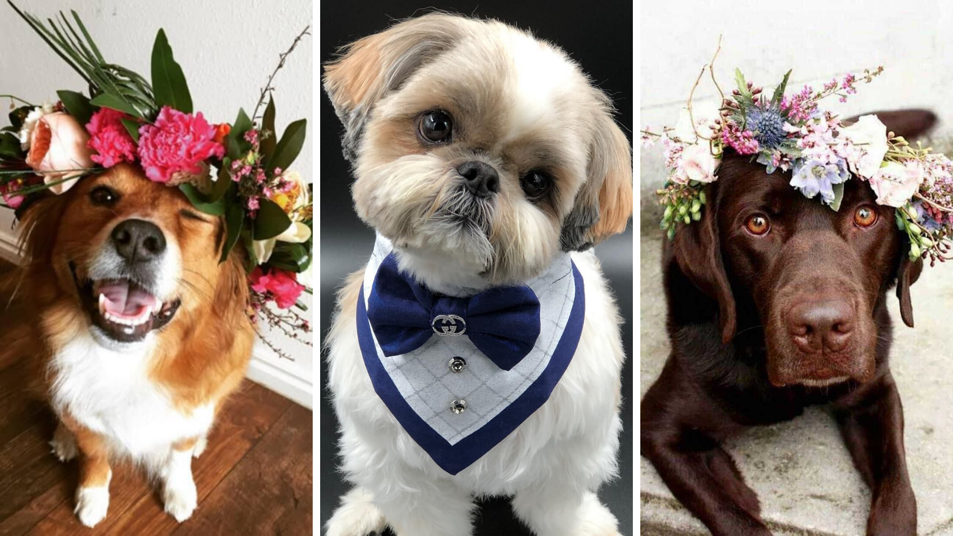 nombre del perro de barbie