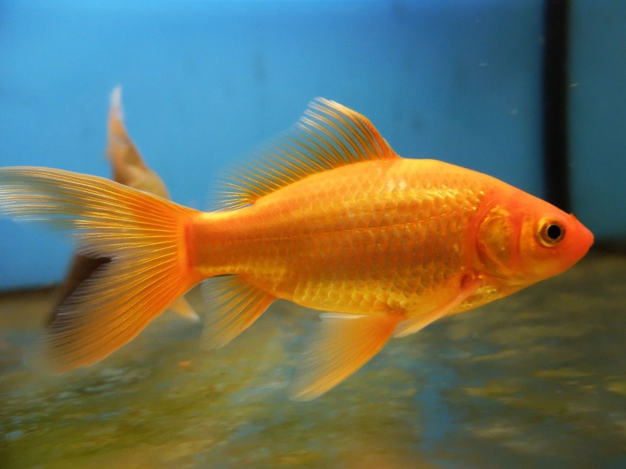 pez dorado