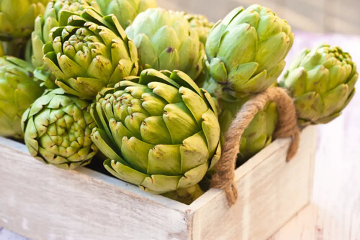 lista de verduras alcachofa lista de verduras alcachofa