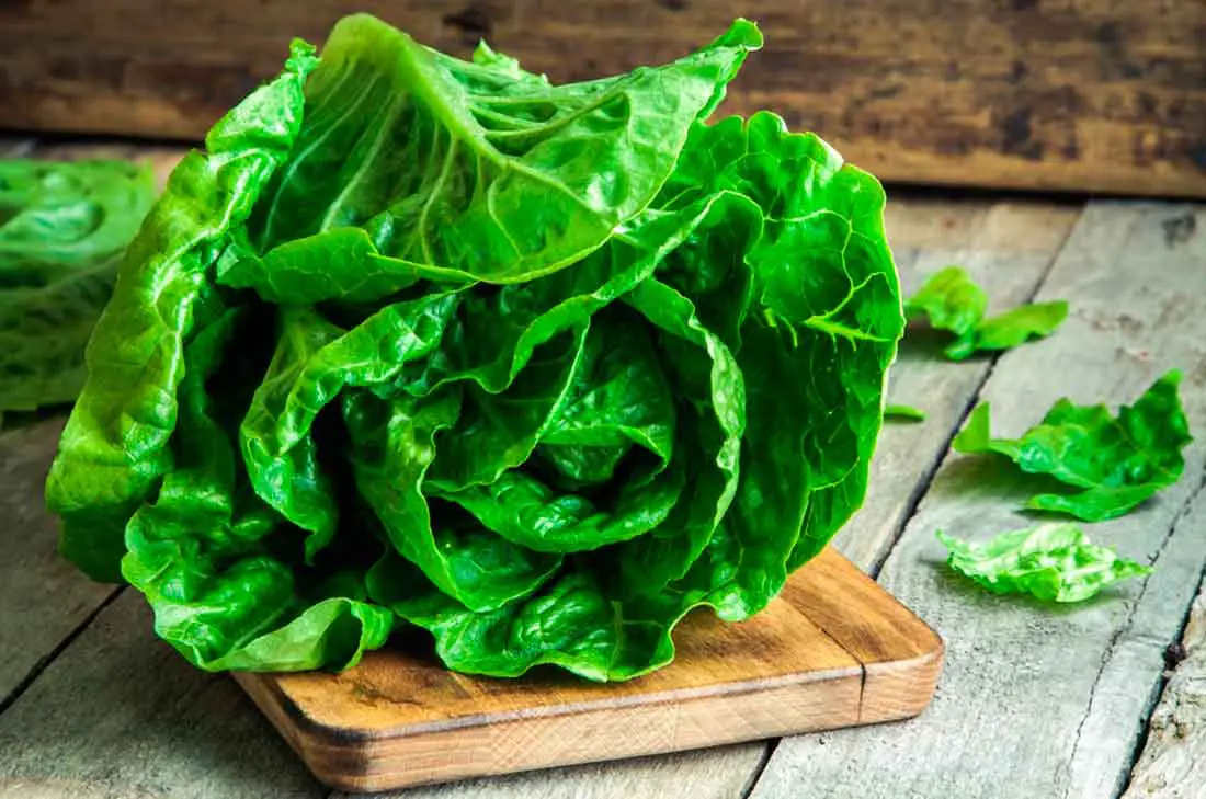 lista de verduras lechuga lista de verduras lechuga
