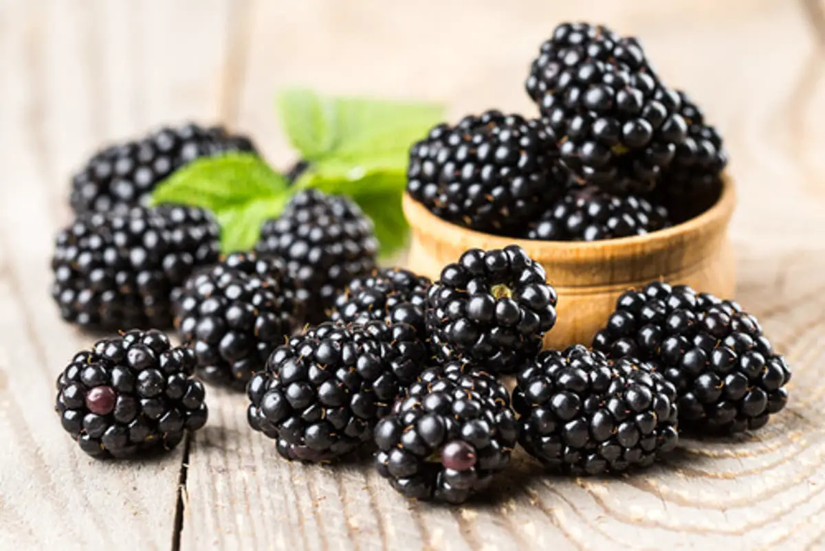 todas las frutas zarzamoras todas las frutas zarzamoras