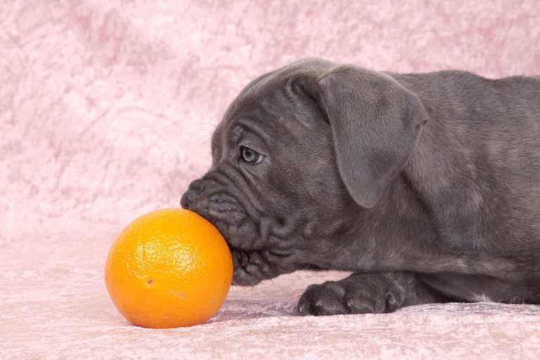 No darle frutos cítricos a los perros