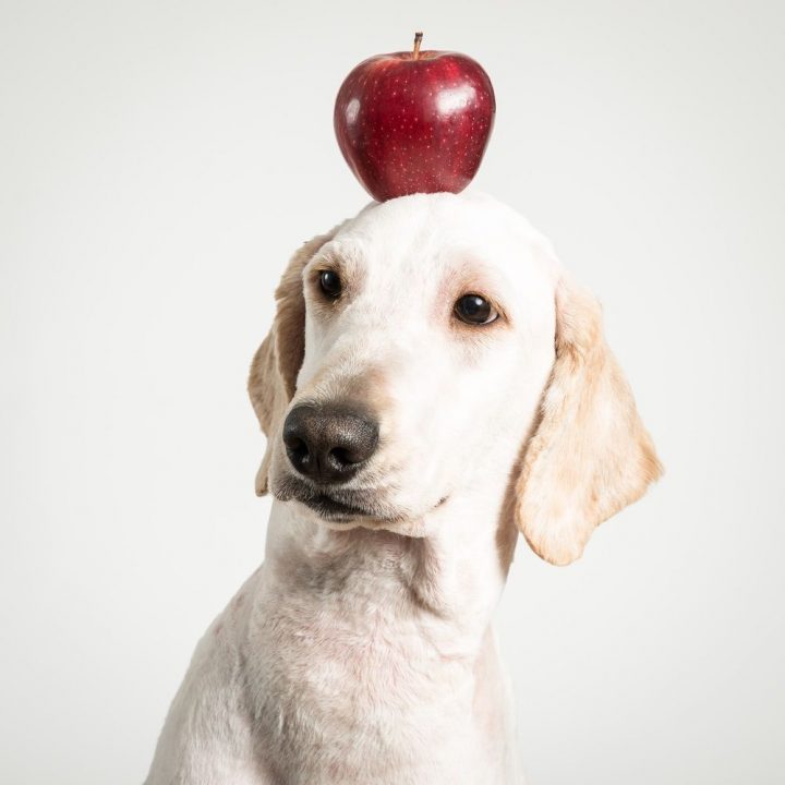 Qué frutas pueden comer los perros
