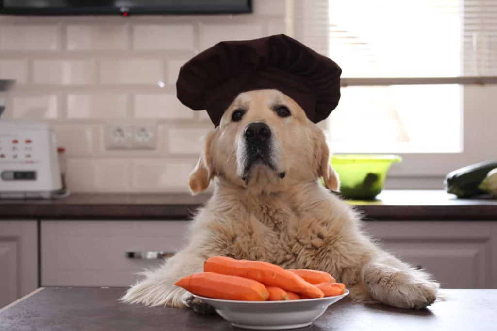 Puedo darle zanahorias a mi perro
