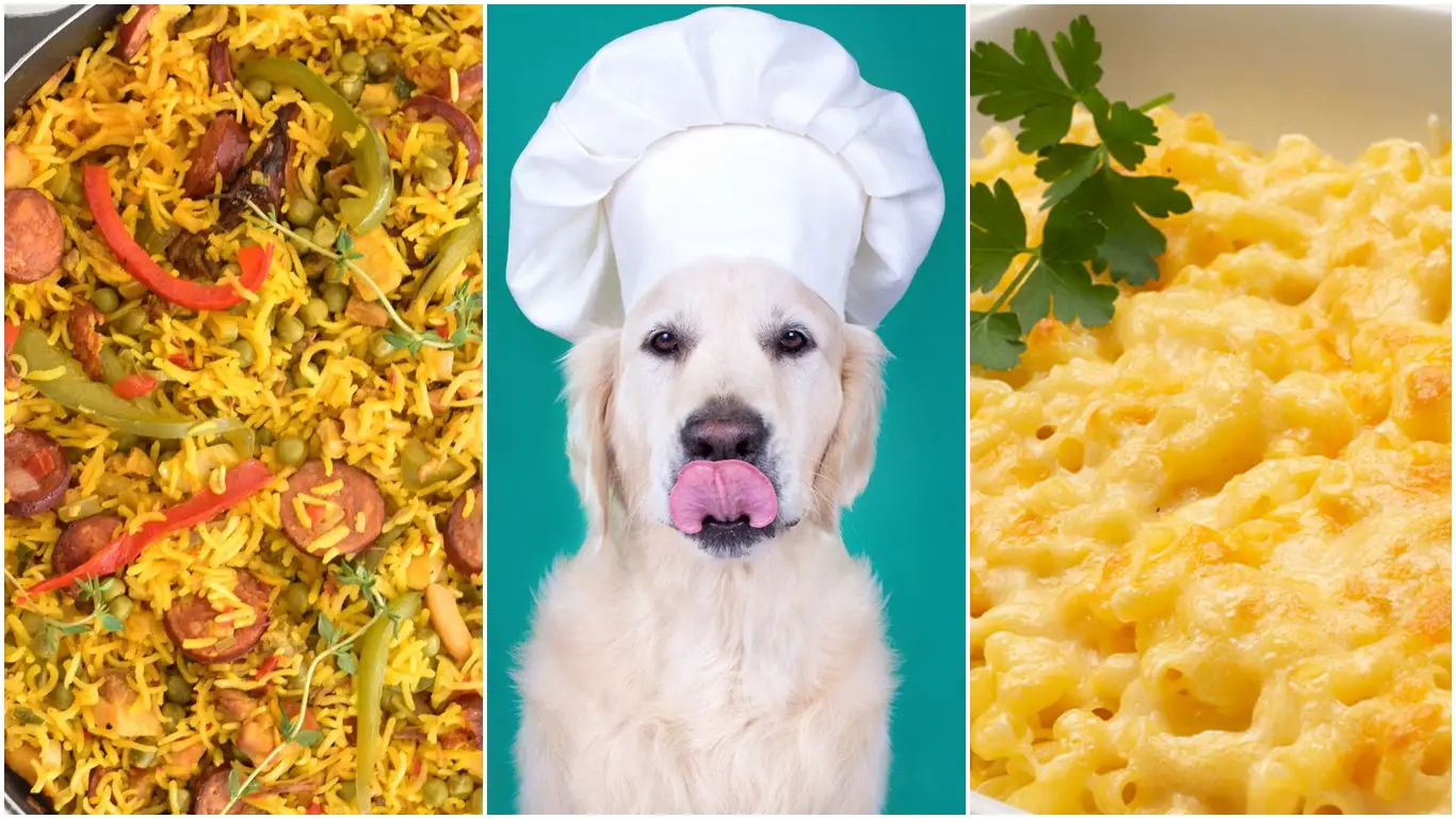 Como hacer comida para perros: ¡Recetas para hacer feliz a tu mascota!
