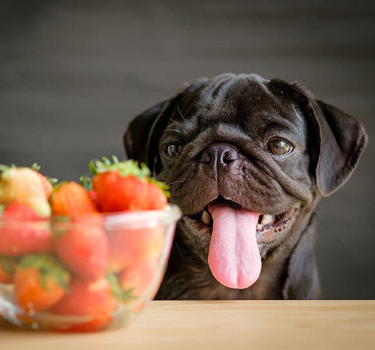 aportes de la fresas para los perros