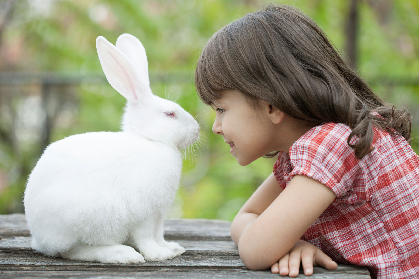 mascota para ninos conejos mascota para ninos conejos