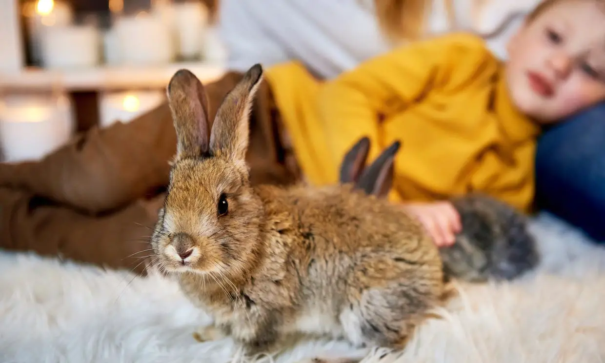 mascotas para ninos conejos mascotas para ninos conejos