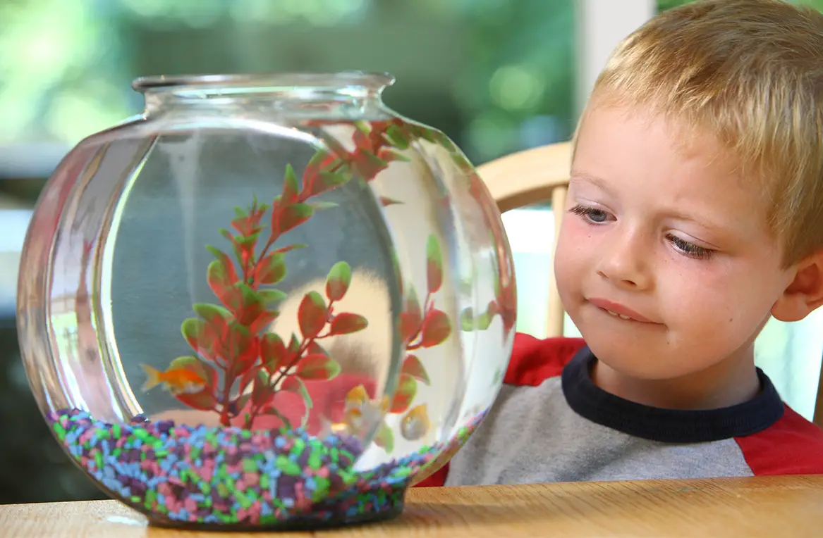 mascotas para ninos peces mascotas para ninos peces